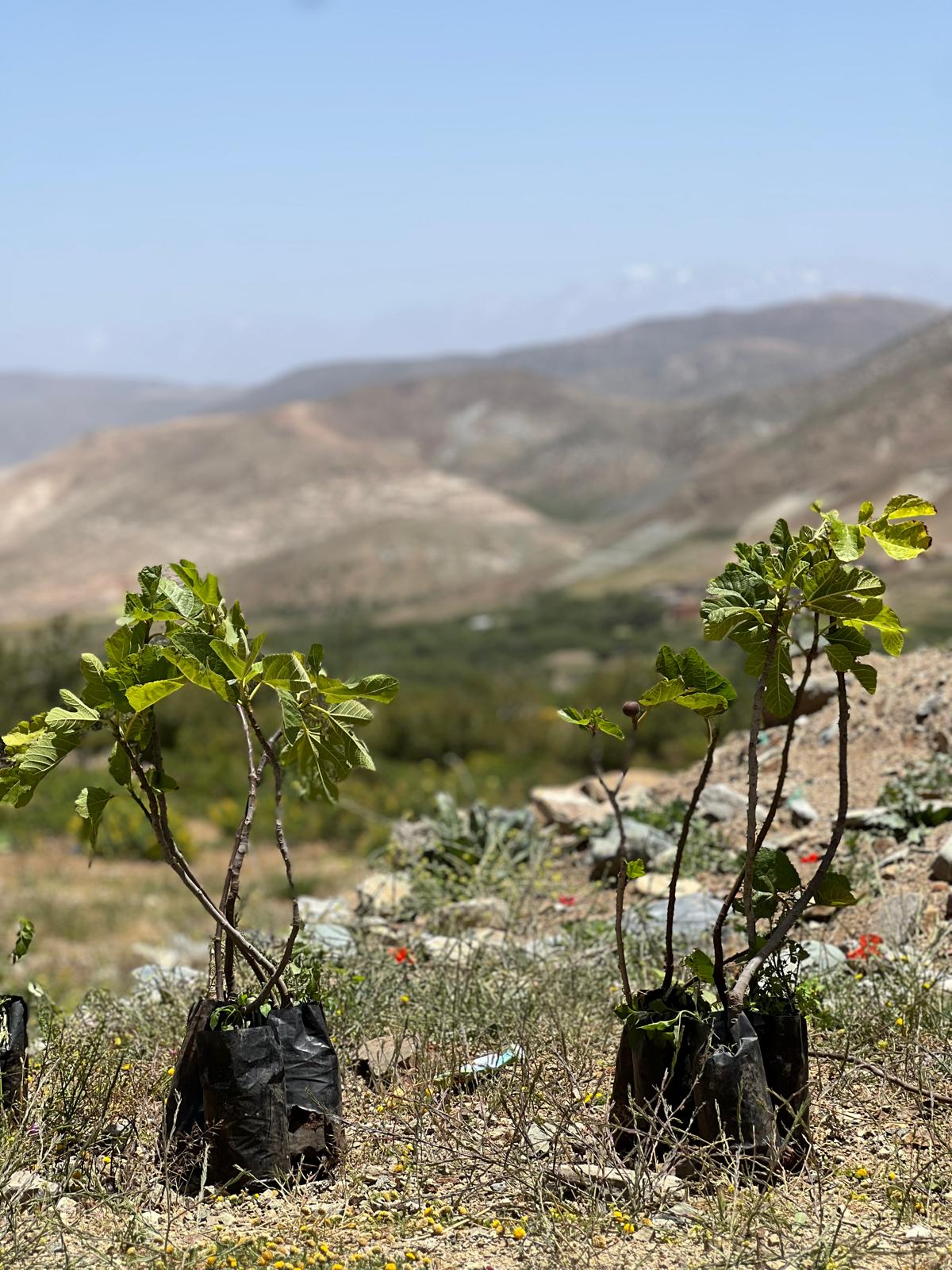 Arbre Figuier - Maroc